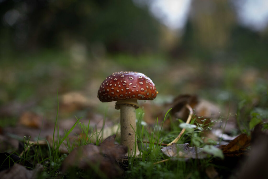 herfst